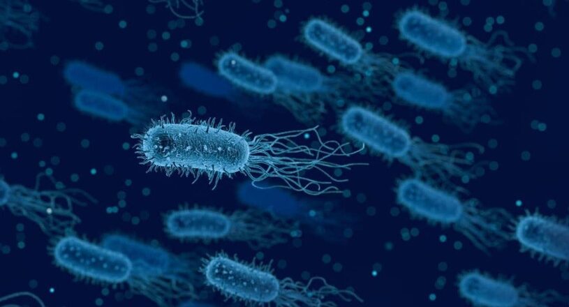 postbiotiques-equilibre-microbiote