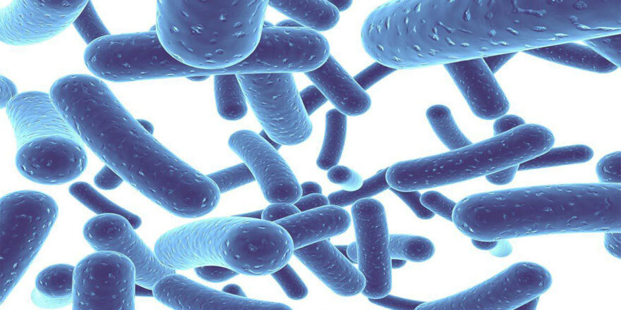les meilleures souches de probiotiques pour maigrir selon les études scientifiques récentes